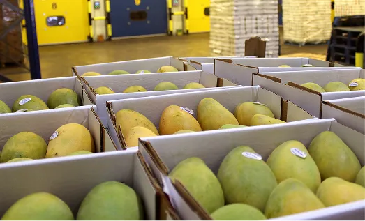 Mango ripeners