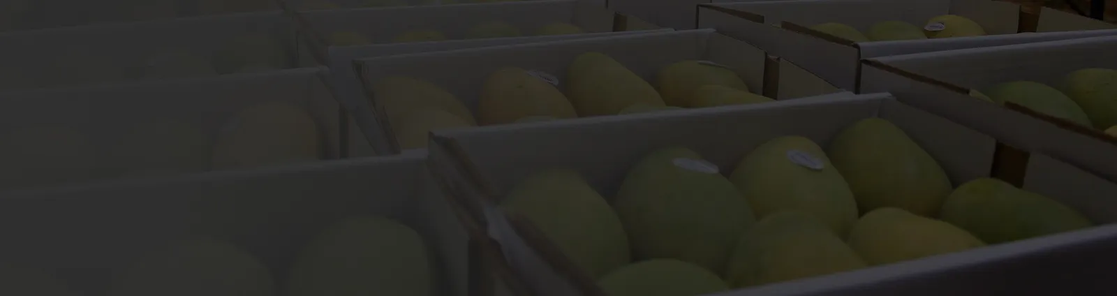 Mangoes ripening